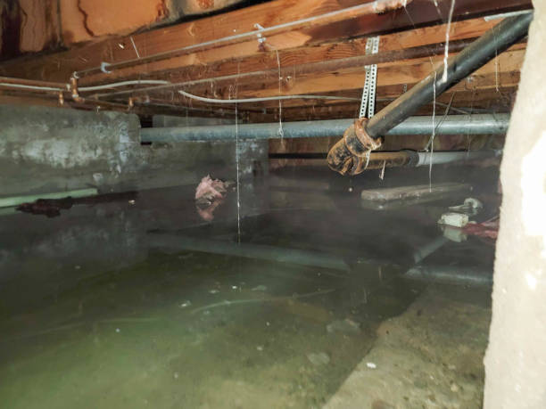 Best Water damage contractors near me  in Chatfield, MN